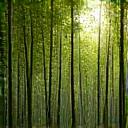 持続可能な竹林のイメージ